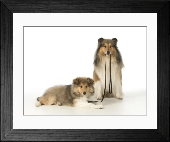 Framed Print : Picture No. 11772208 Framed Print : Picture No. 11772208