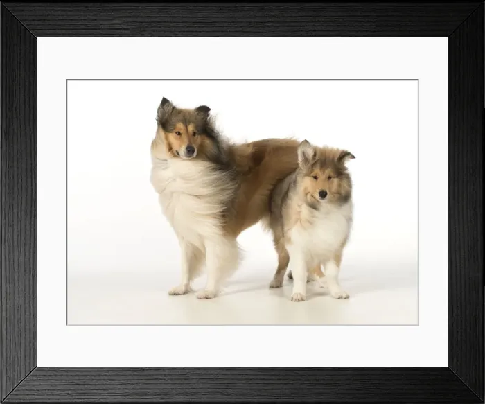 Framed Print : Picture No. 11772213 Framed Print : Picture No. 11772213