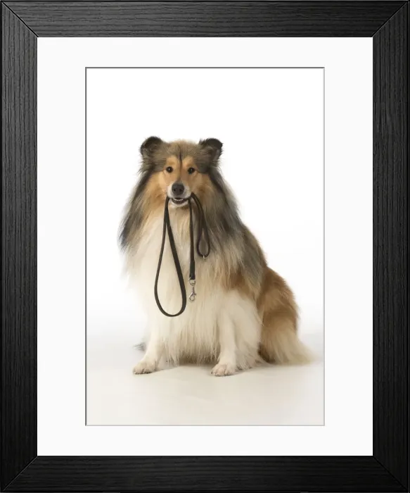 Framed Print : Picture No. 11772210 Framed Print : Picture No. 11772210