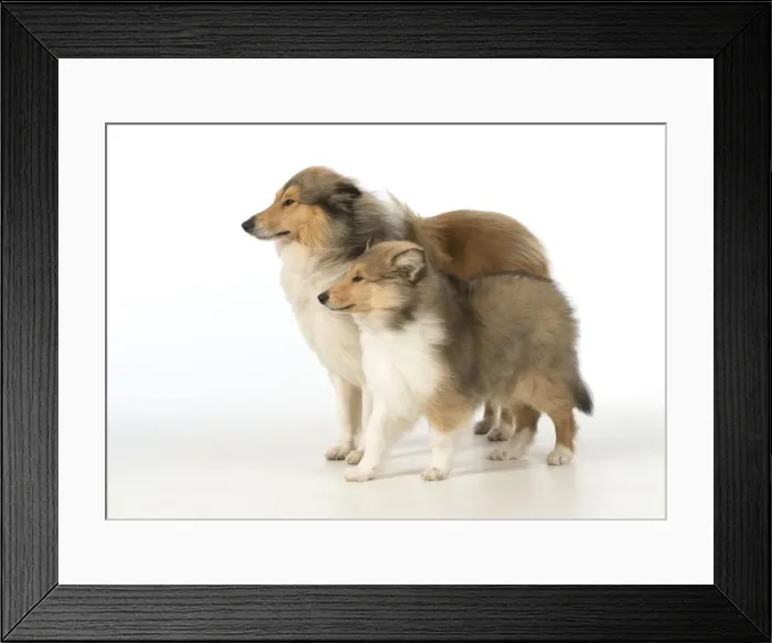Framed Print : Picture No. 11772215 Framed Print : Picture No. 11772215