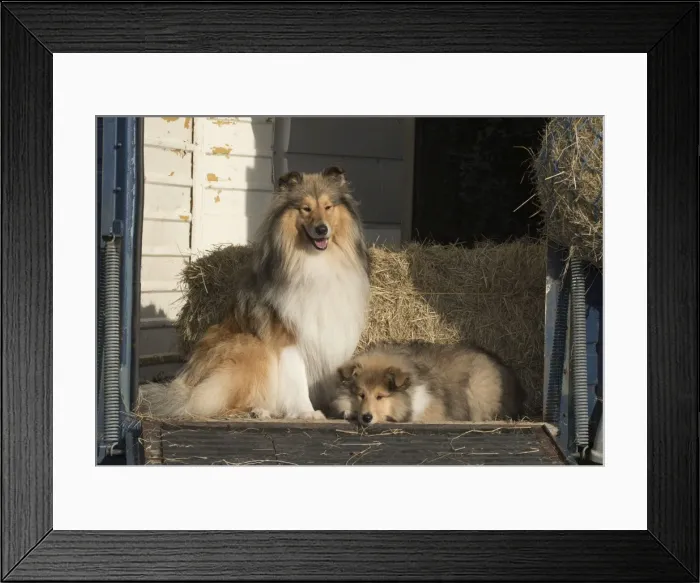 Framed Print : Picture No. 11772226 Framed Print : Picture No. 11772226