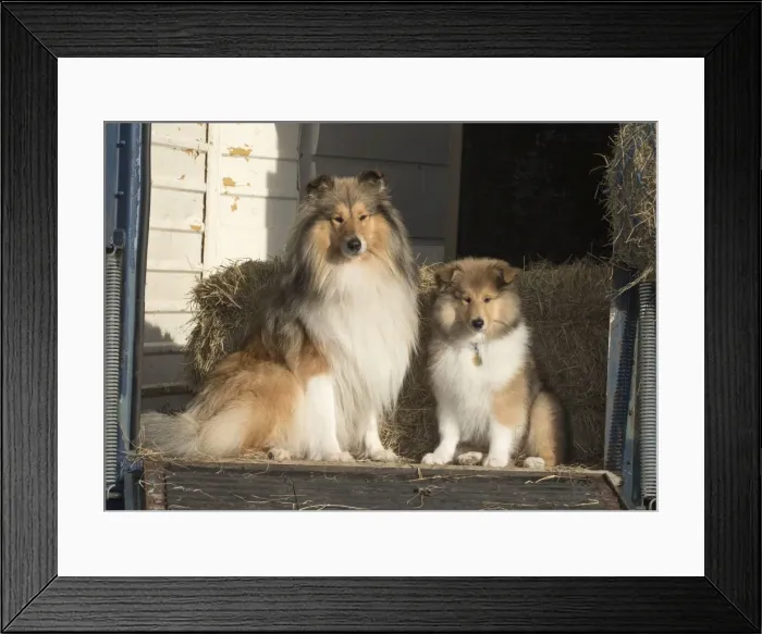 Framed Print : Picture No. 11772227 Framed Print : Picture No. 11772227
