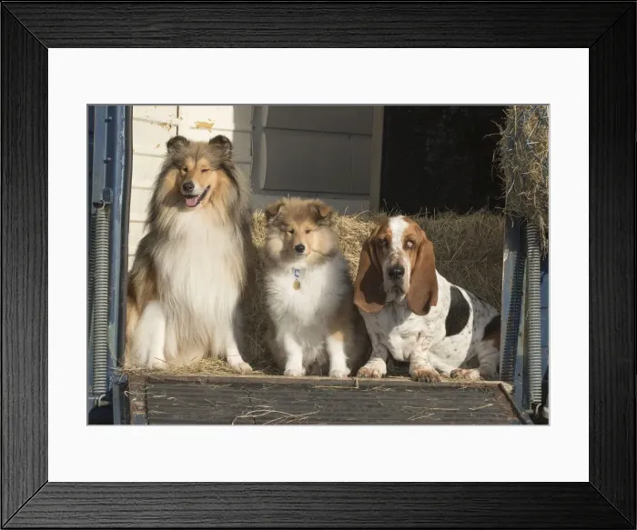 Framed Print : Picture No. 11772228 Framed Print : Picture No. 11772228