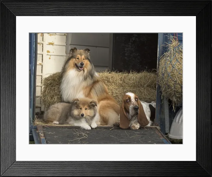 Framed Print : Picture No. 11772229 Framed Print : Picture No. 11772229