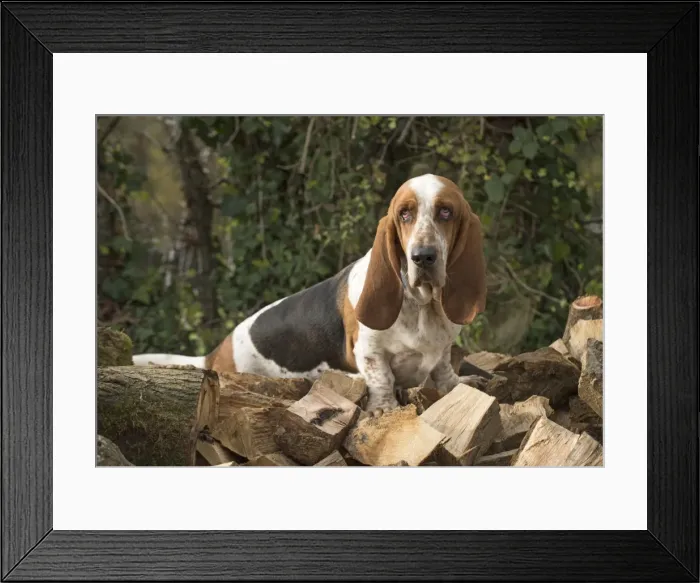 Framed Print : Picture No. 11772232 Framed Print : Picture No. 11772232
