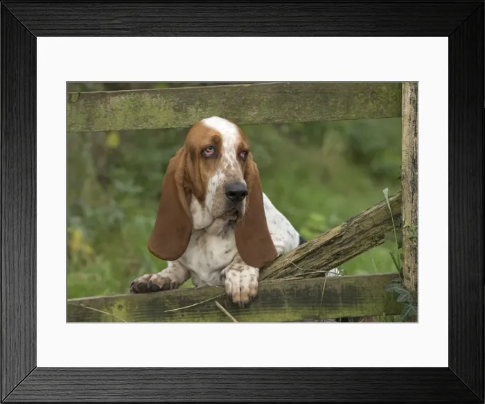 Framed Print : Picture No. 11772235 Framed Print : Picture No. 11772235