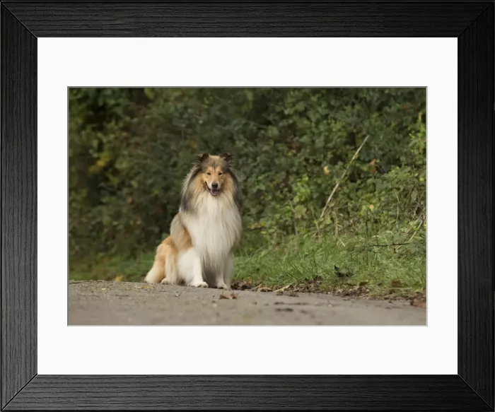 Framed Print : Picture No. 11772237 Framed Print : Picture No. 11772237