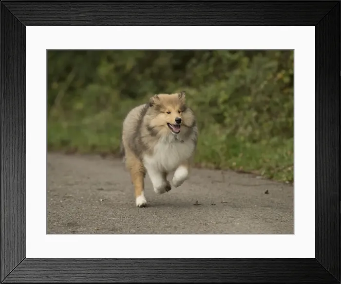 Framed Print : Picture No. 11772238 Framed Print : Picture No. 11772238