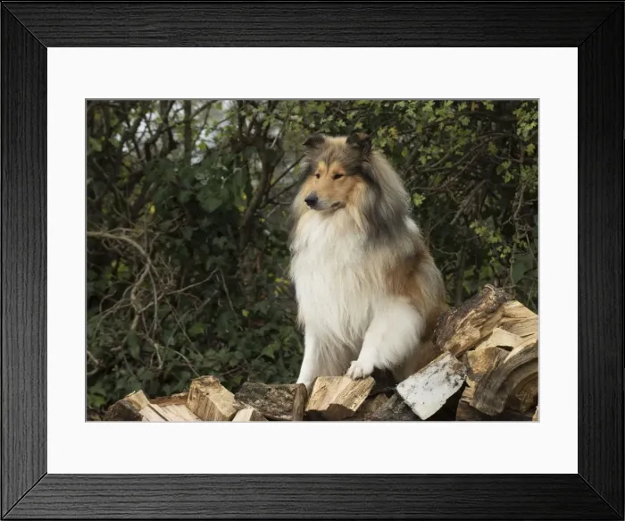 Framed Print : Picture No. 11772241 Framed Print : Picture No. 11772241
