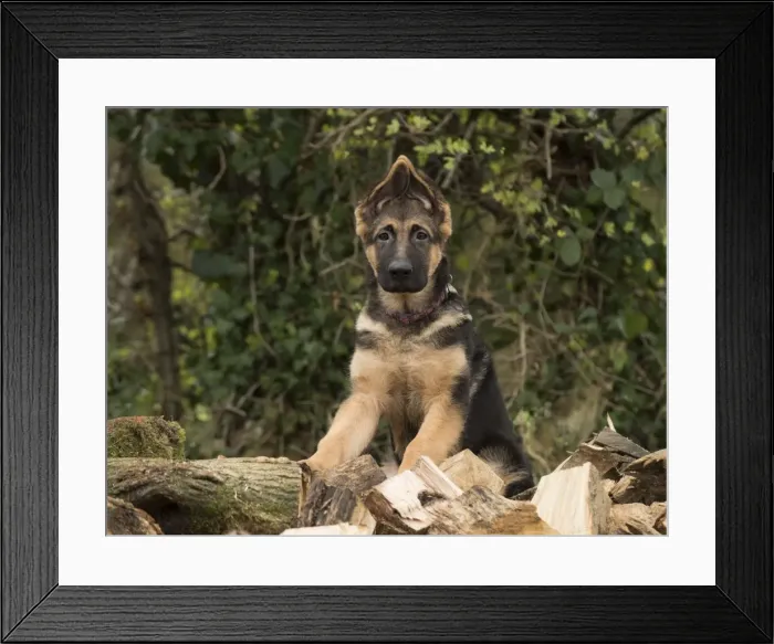 Framed Print : Picture No. 11772244 Framed Print : Picture No. 11772244