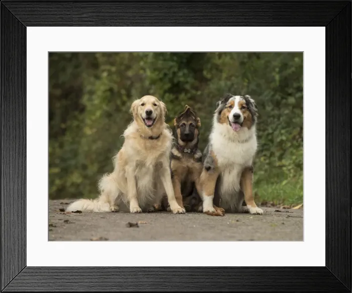 Framed Print : Picture No. 11772246 Framed Print : Picture No. 11772246