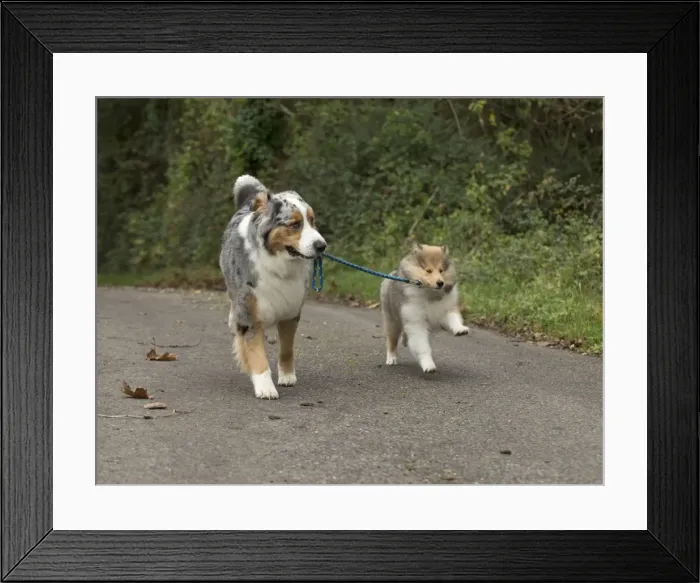 Framed Print : Picture No. 11772249 Framed Print : Picture No. 11772249
