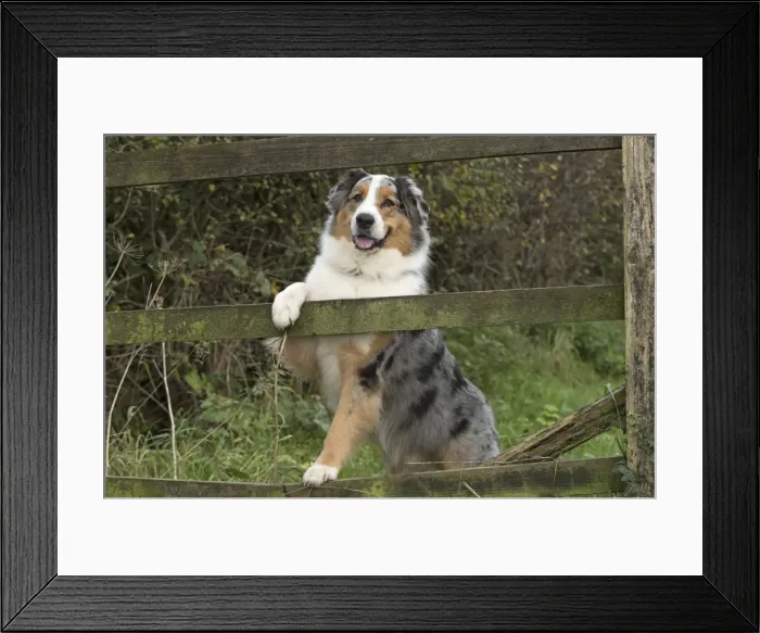 Framed Print : Picture No. 11772251 Framed Print : Picture No. 11772251