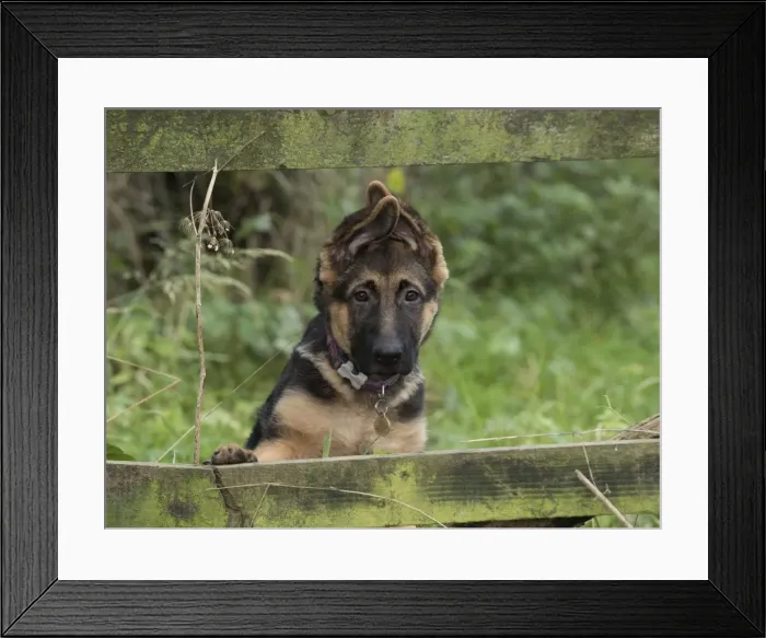Framed Print : Picture No. 11772245 Framed Print : Picture No. 11772245