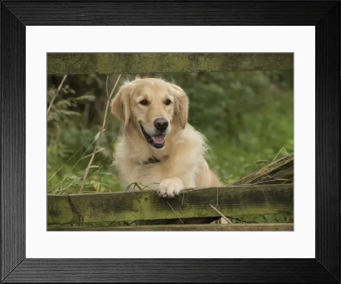 Framed Print : Picture No. 11772255 Framed Print : Picture No. 11772255