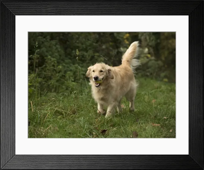 Framed Print : Picture No. 11772254 Framed Print : Picture No. 11772254