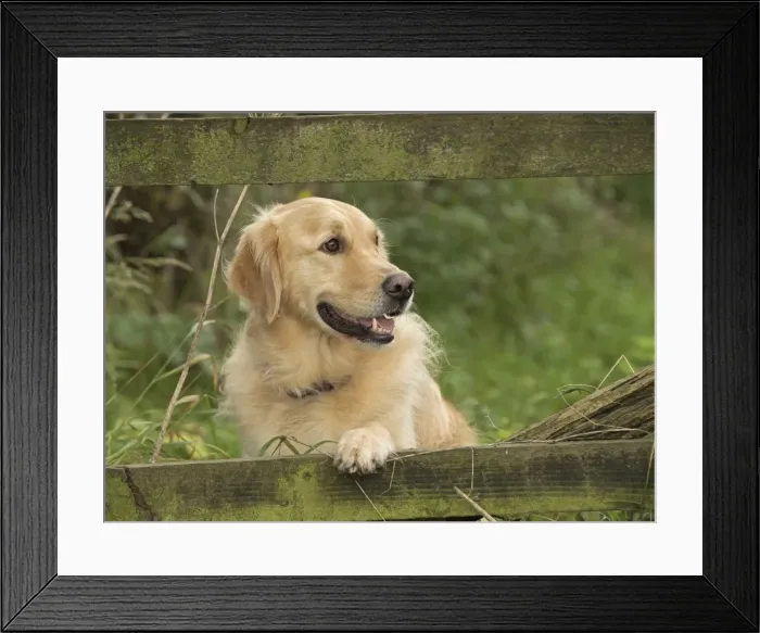 Framed Print : Picture No. 11772256 Framed Print : Picture No. 11772256