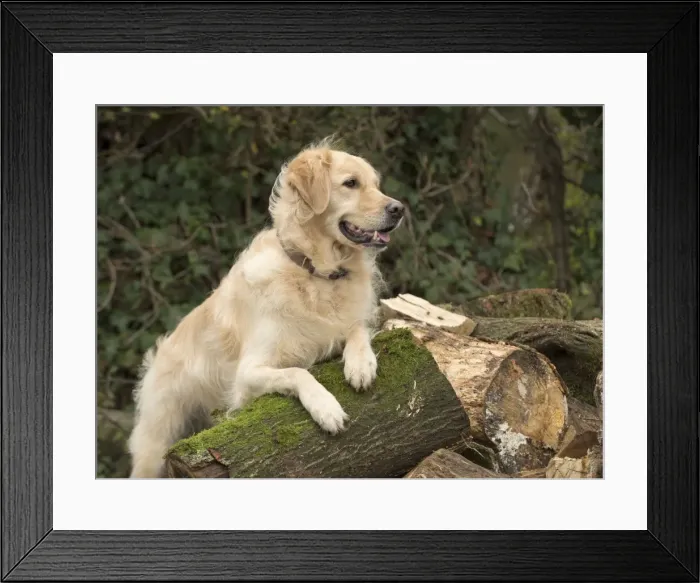 Framed Print : Picture No. 11772257 Framed Print : Picture No. 11772257