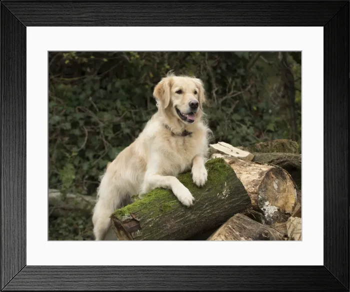 Framed Print : Picture No. 11772258 Framed Print : Picture No. 11772258