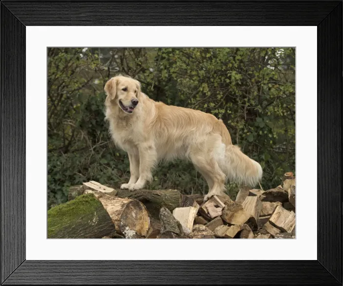 Framed Print : Picture No. 11772260 Framed Print : Picture No. 11772260