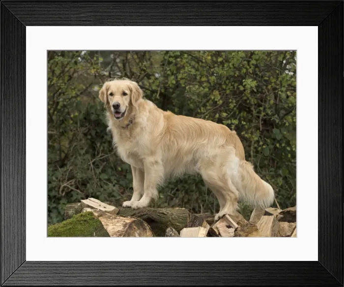 Framed Print : Picture No. 11772259 Framed Print : Picture No. 11772259