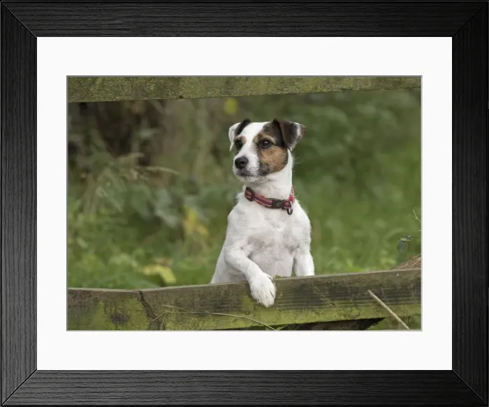 Framed Print : Picture No. 11772262 Framed Print : Picture No. 11772262