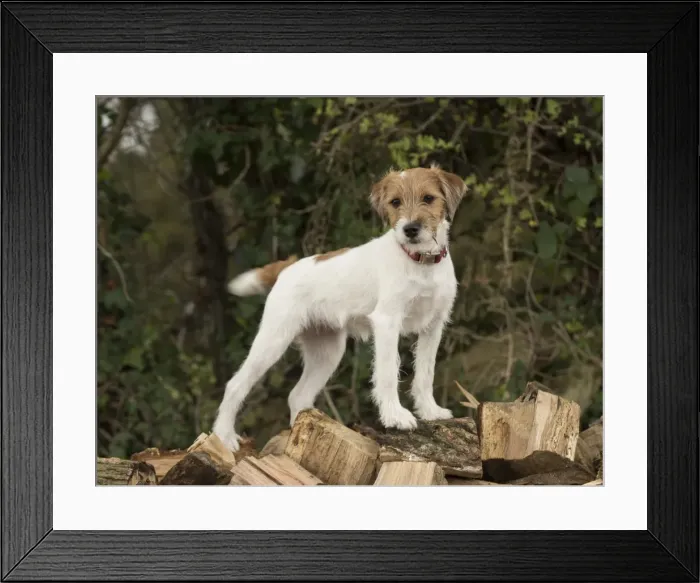 Framed Print : Picture No. 11772263 Framed Print : Picture No. 11772263