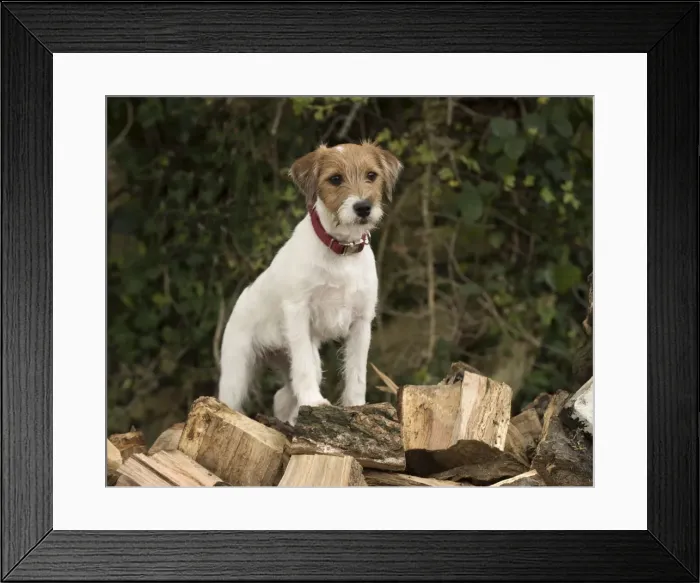 Framed Print : Picture No. 11772264 Framed Print : Picture No. 11772264