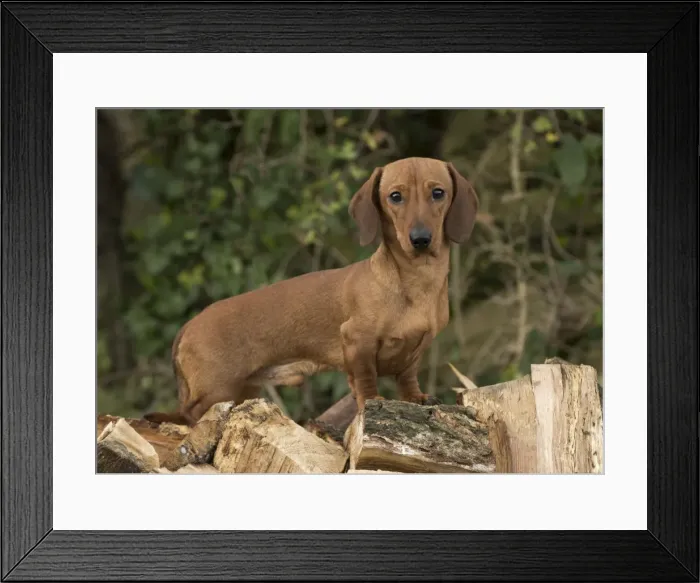 Framed Print : Picture No. 11772265 Framed Print : Picture No. 11772265