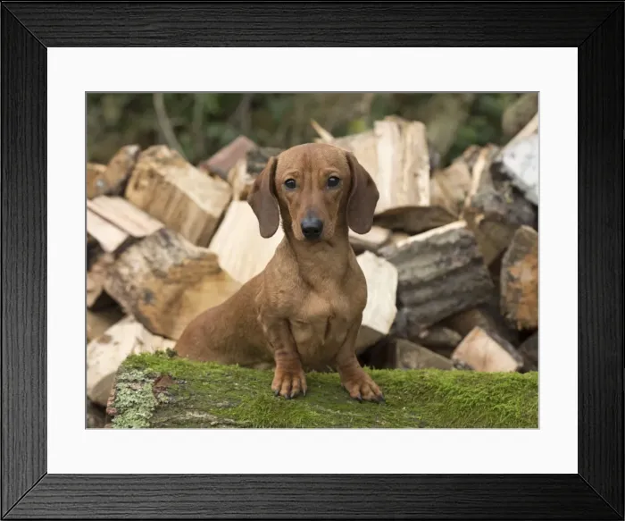 Framed Print : Picture No. 11772266 Framed Print : Picture No. 11772266