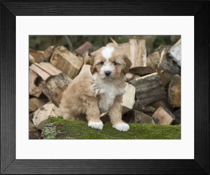 Framed Print : Picture No. 11772267 Framed Print : Picture No. 11772267