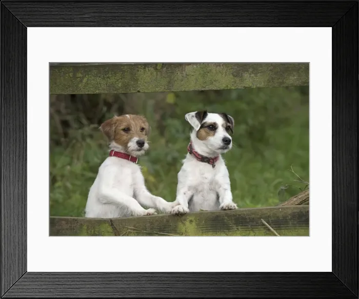 Framed Print : Picture No. 11772261 Framed Print : Picture No. 11772261
