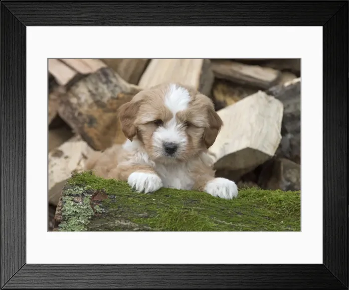Framed Print : Picture No. 11772268 Framed Print : Picture No. 11772268