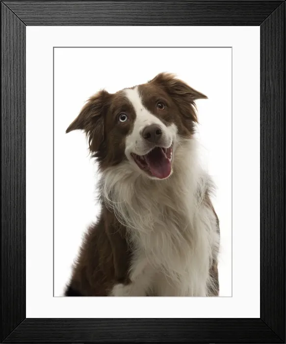 Framed Print : Picture No. 11772270 Framed Print : Picture No. 11772270