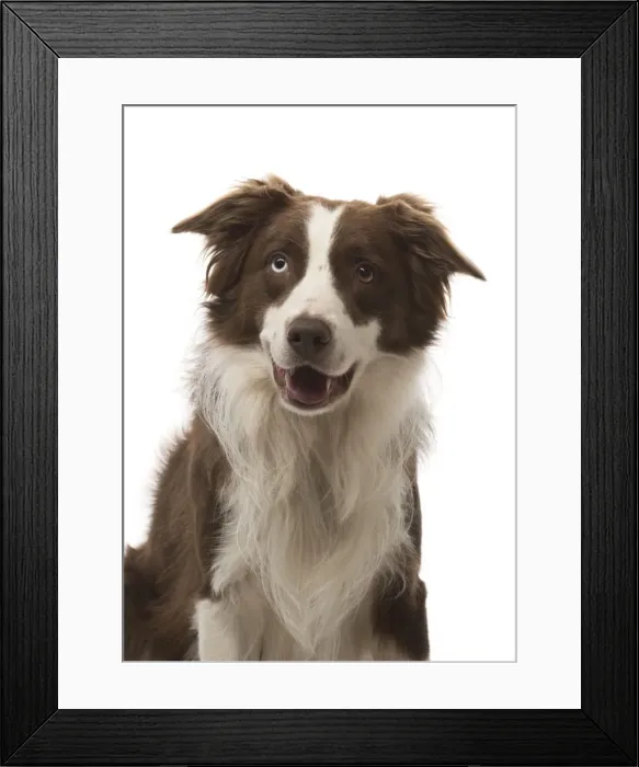Framed Print : Picture No. 11772271 Framed Print : Picture No. 11772271