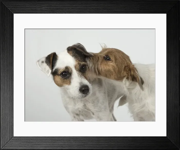 Framed Print : Picture No. 11772273 Framed Print : Picture No. 11772273