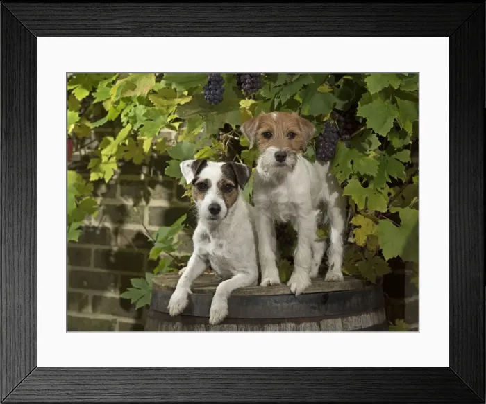 Framed Print : Picture No. 11772274 Framed Print : Picture No. 11772274