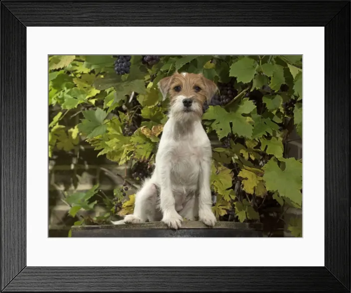 Framed Print : Picture No. 11772275