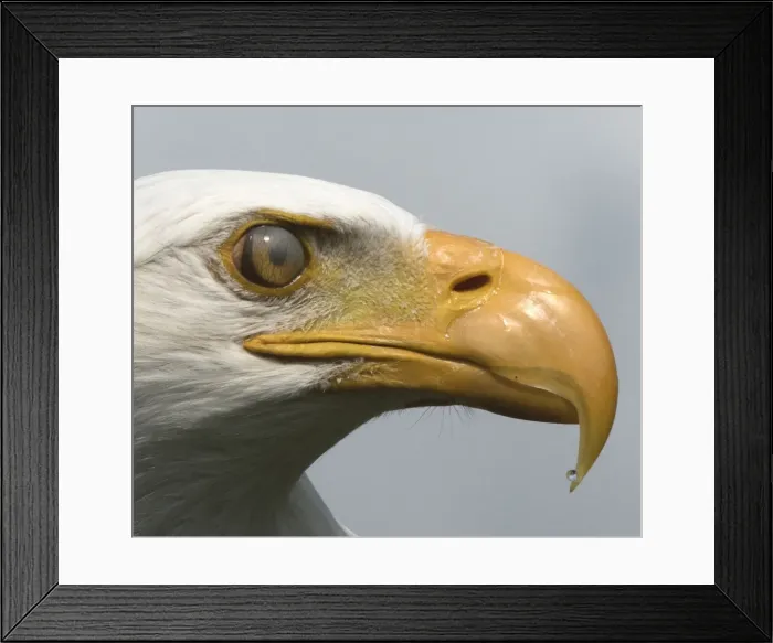 Framed Print : Picture No. 11772276 Framed Print : Picture No. 11772276
