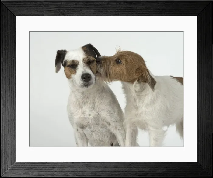 Framed Print : Picture No. 11772272 Framed Print : Picture No. 11772272