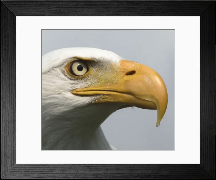 Framed Print : Picture No. 11772278 Framed Print : Picture No. 11772278