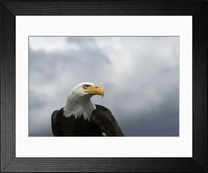 Framed Print : Picture No. 11772279 Framed Print : Picture No. 11772279