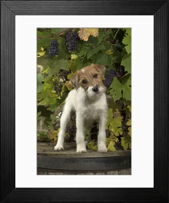 Framed Print : Picture No. 11772277 Framed Print : Picture No. 11772277