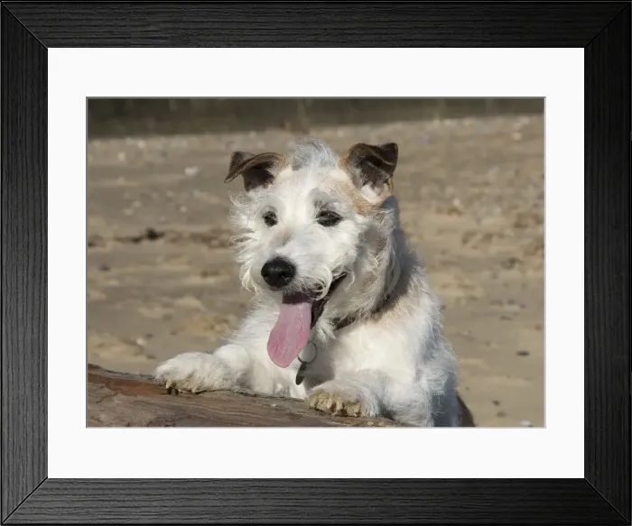 Framed Print : Picture No. 11772283 Framed Print : Picture No. 11772283