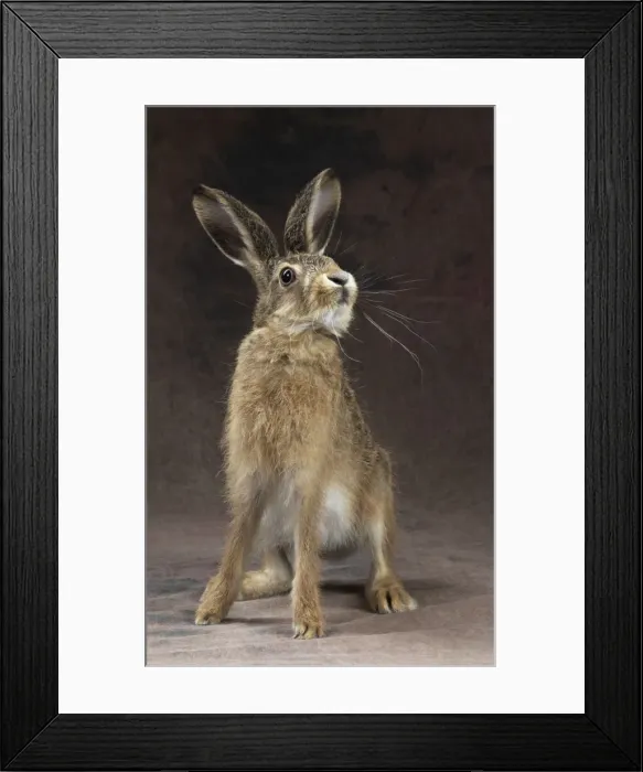 Framed Print : Picture No. 11772288 Framed Print : Picture No. 11772288