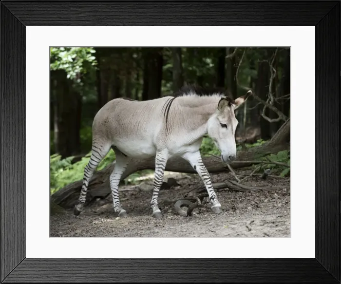 Framed Print : Picture No. 11772285 Framed Print : Picture No. 11772285