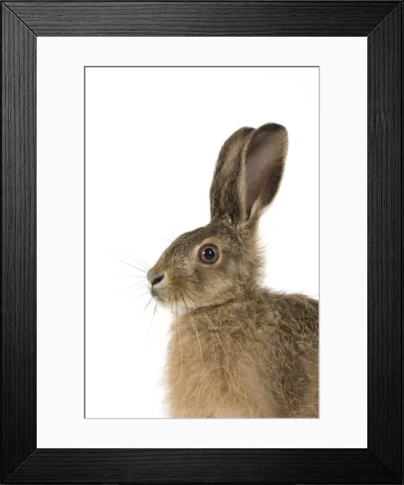 Framed Print : Picture No. 11772292 Framed Print : Picture No. 11772292