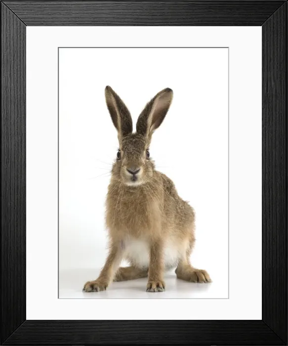 Framed Print : Picture No. 11772295 Framed Print : Picture No. 11772295