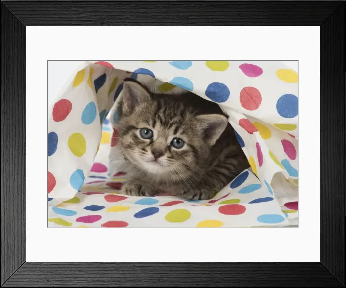 Framed Print : Picture No. 11772298 Framed Print : Picture No. 11772298