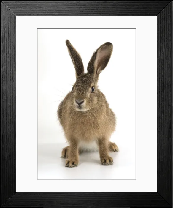 Framed Print : Picture No. 11772297 Framed Print : Picture No. 11772297
